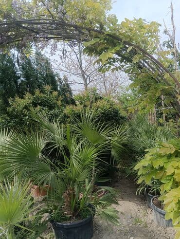 саженцы малины тарус: Qazon landşaft #qazon #torf #torf250litrlik Ekolayf #ekolayf balaken — 21