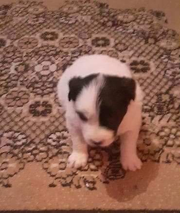 qafqaz coban iti satiram 2018: Qafqaz çoban iti, 1 ay, Dişi, Peyvəndli — 7