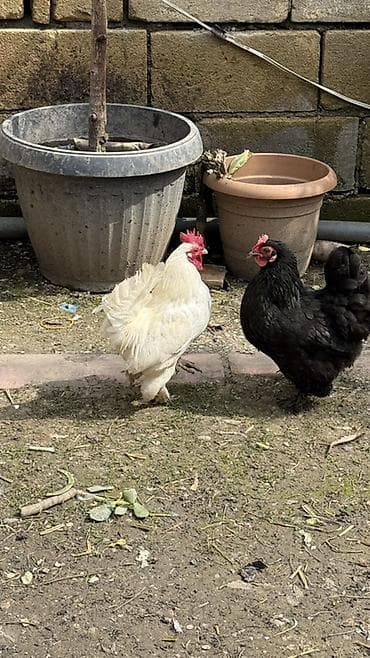 koxin toyuqları: Toyuq, Damazlıq — 2