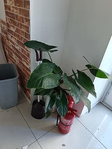 polimer gil satisi: Böyük yarpaqlı otaq bitkisi – Alokaziya (Alocasia) saksıda Alokasiya — 3
