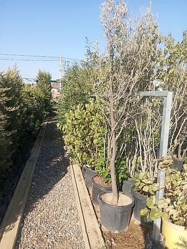 çöl bitkiləri: Bağ-bitki uşaq bağçası üçün müxtəlif dekorativ bitkilər və ağaclar — 4