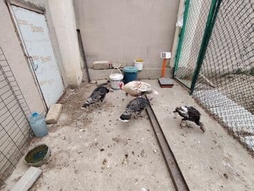 Dişi, Damazlıq, Ödənişli çatdırılma