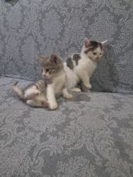 Bala pişiklər satlır ikisi 40 M anat lalafo.az -da Bala pişiklər satlır ikisi 40 M anat