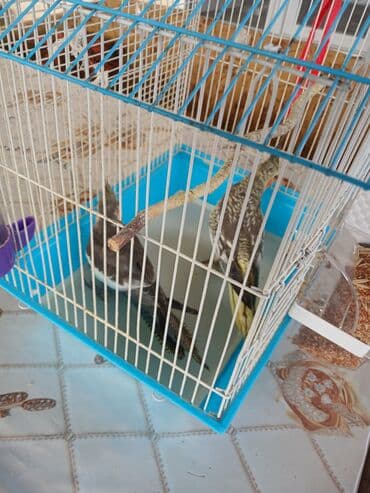 енот в баку купить: Növlər: Nimfa tutuquşuları (iki ədəd) Rəng: Boz tonlarında, yanaqlarda — 5