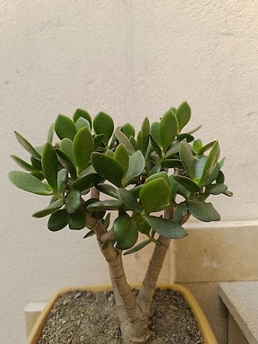 pul qab: Succulent – Crassula ovata (Pul ağacı) - Bitki: Crassula ovata – — 2