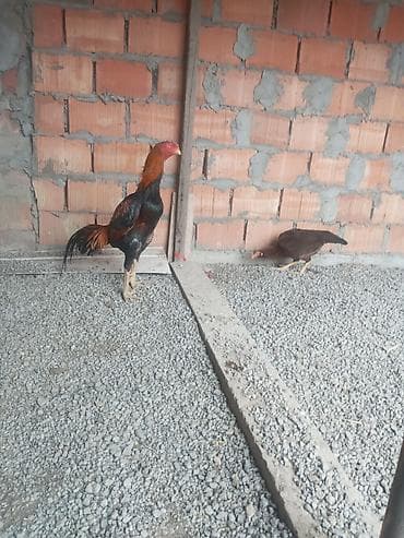 xoru: Toyuq, Damazlıq — 1