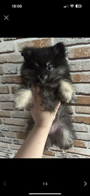 xasgi balası: Şpitz — 1