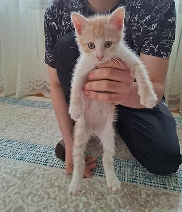 Erkək, Yaxşı əllərə, Ünvandan götürmə