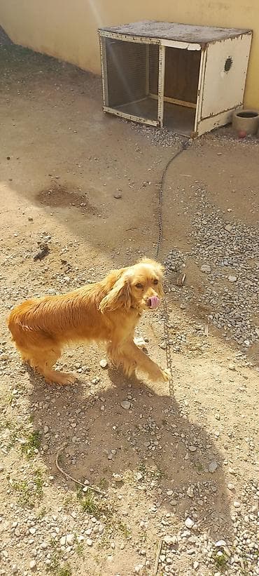 ov itlərinin satışı: Koker spaniyel, Dişi, Peyvəndli, Ünvandan götürmə — 5