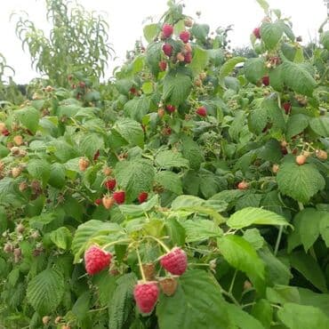 купить красную икру в баку: Xarci sort isdenilen sort malina tingleri var ekilen ili məsul verir — 4