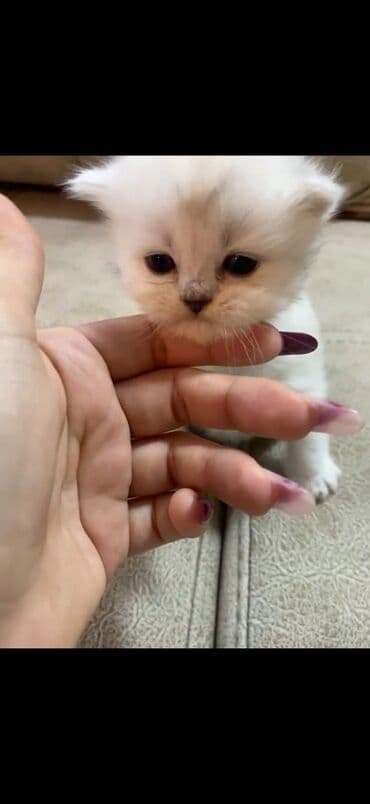 продам котенка британца: Британская — 5