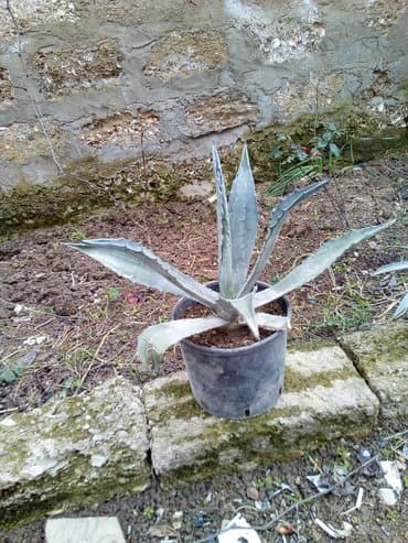 Digər bitkilər: Bag ucun kaktus aqava satilir. Qiymeti 6 azn. Boyuk satilmir. Sadece — 2