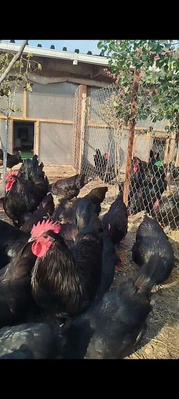 cuce dami: Alman cinsi australorp cücə və yumurta sifarişi qəbul olunur. bütün — 8