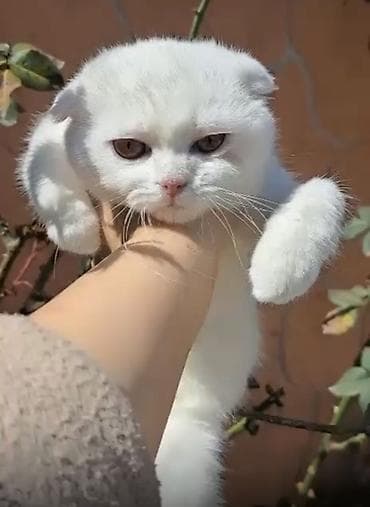 siyan pişik: Şotland yastı qulaq — 2