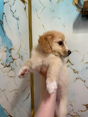 qurd basan: Retriever, 2 ay, Dişi, Peyvəndli — 3