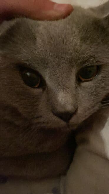 мейн кун купить в баку: Amerikan Shorthair, Erkək, Yaxşı əllərə — 2