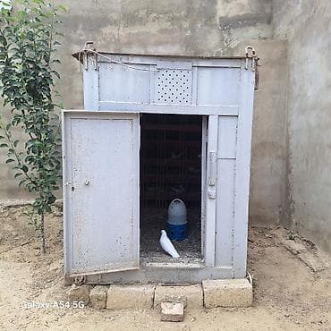 K/t heyvanları və malları: Metaldan hazırlanmış quşxana/keçidli göyərçin yuvası - Material: tam — 2