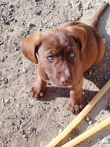 labrador it: 2 ay, Dişi, Peyvəndli, Ödənişli çatdırılma — 1