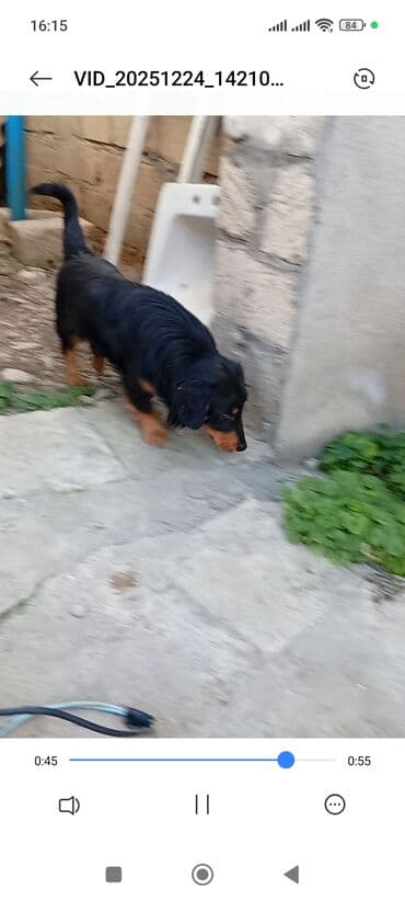 3D panellər: Sotluq – it balaca ölçülü ov iti (daxshund / taksa tipli) — 5