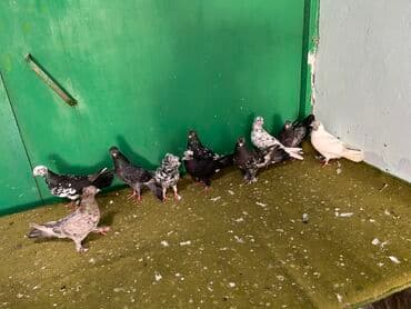 göyercin yuvasi: Ebrewler ciller — 4