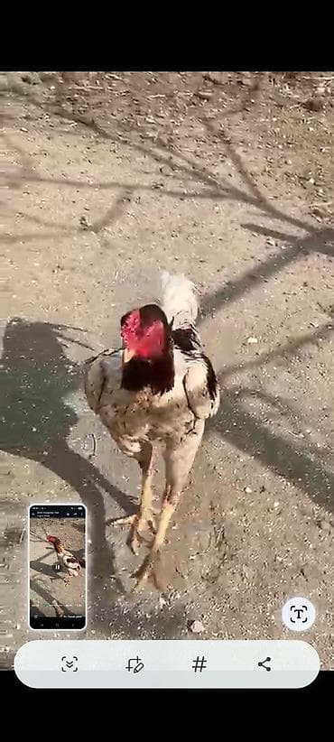 Heyrati 1xoruz 2fere goz qabaqinda uzunboy, güclü ayaqlı, iri