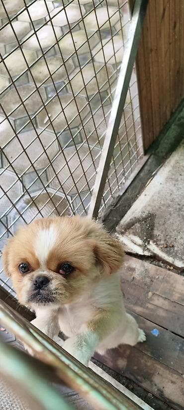 tap az toyuq: Pekines — 3