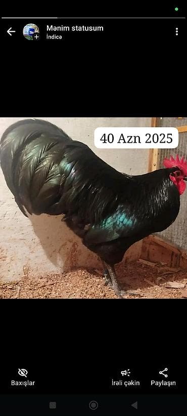 Digər kənd təsərrüfatı heyvanları: Məhsul: Xoruz və cücələr (Alman cinsi Avstroloplar) - Boz Xoruz — 1