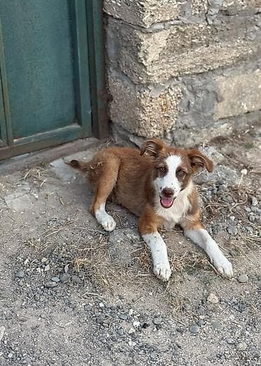 Məhsul: İt balası texmini 3 aylig sari dishi heyetde saxlamaga tula lalafo.az -da Məhsul: İt balası texmini 3 aylig sari dishi heyetde saxlamaga tula