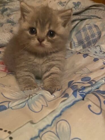 pişik dırnaq: Boz rəngli balaca pişik balası - Zərif gümüşü-boz tüklü, yumşaq və — 3