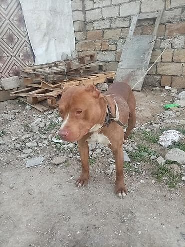 tüklü itler: Pitbul, Erkek — 2