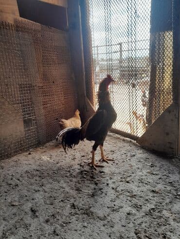 pişik şəkilləri: Məhsul: Xoruz (yerli döyüş/əsilzadı tipli) Təsvir: - Uzun bədənli — 1