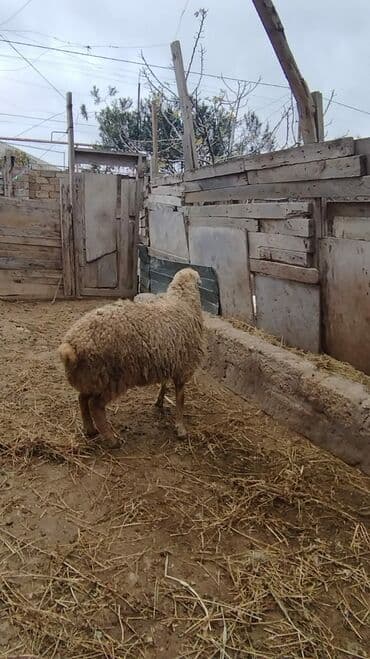 Akvariumlar: Razilasmaq olar — 7