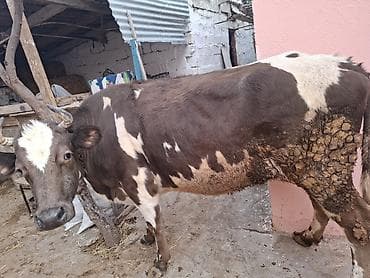 Eşşəklər: Boqazdi 6 ayi tamamdi 4 cu qarina dogacaq alan olsa razilawma olacaq — 3