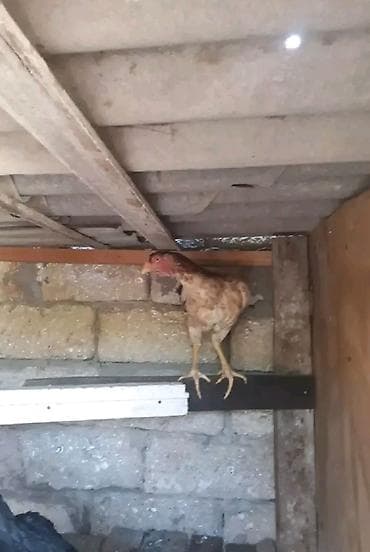 Toyuqlar: Toyuq, Yumurtalıq, Ödənişli çatdırılma — 4