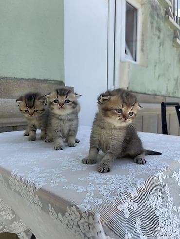 Кошки: Британская — 7