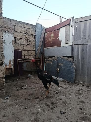 balaca cücə: Damazlıq — 3