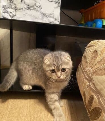 pişik daşıma qabı: Şotland yastı qulaq — 2