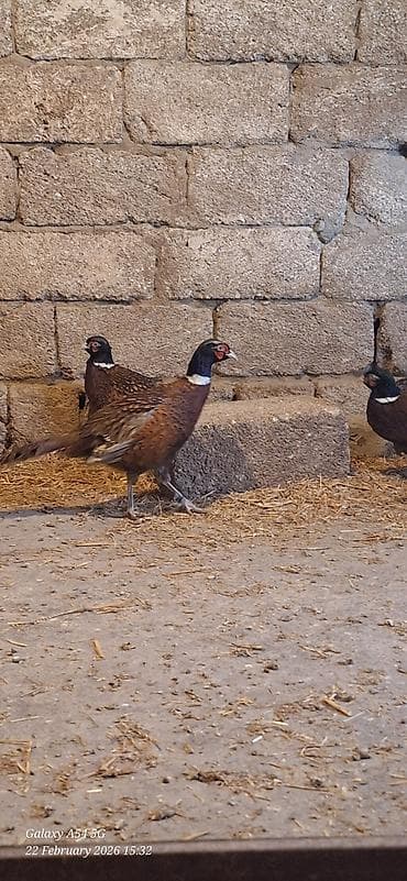 Птицы: Xoruzlar satilir — 2