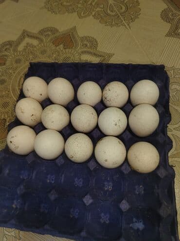 Inəklər, öküzlər: Dişi, Kanada, Damazlıq, Ödənişli çatdırılma — 4