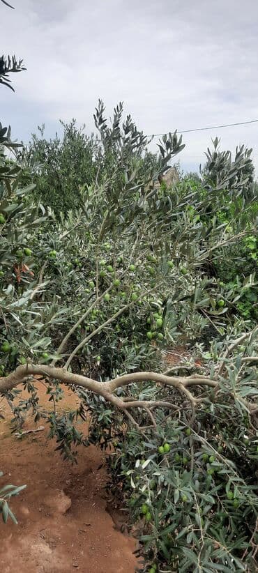 karopka yagi qiymeti: Həyət Zeytunu- 1Kq 2 AZN. Hazır Zeytun Şorabası- 1 Balon 10 AZN — 5