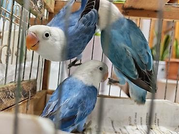 ev quslari: Salam yeni dənə düşən Fişler balalar satılır.3 aylıqılar. Türkyədən — 5