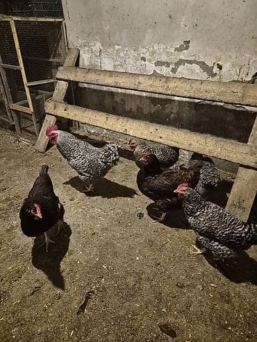 toyuqları: Toyuq, Yumurtalıq, Pulsuz çatdırılma — 10