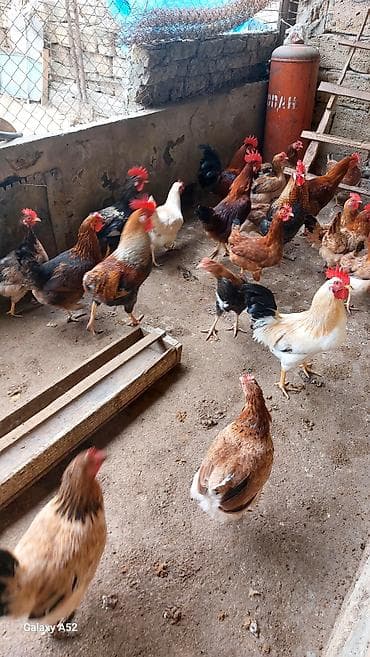 Ördəklər: Məhsul: Ev quşları – xoruz 7 ayliq heyvanlardi balacaliğlarindan — 2