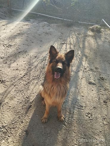 sibir xaskisi iti: Alman çoban iti — 1