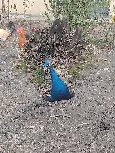 Собаки: Məhsul: Tavus quşları (hind toyuğu – mavi növ) Təsvir: - Həyətdə — 1