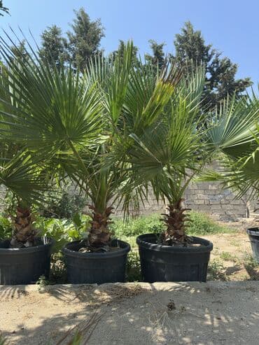 palma ağacı: Vaşinkton palmasi (qiymət 5 - 10 manat ) (500-550 dənə var ) Böyuk — 6