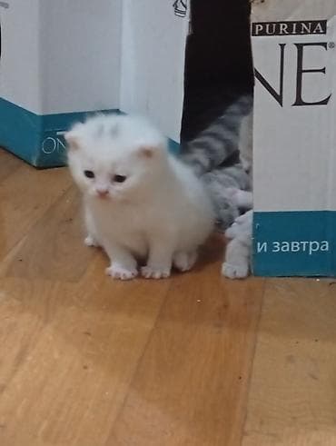 pişiy adları: Şotland, Erkək, Dişi, Yaxşı əllərə — 9