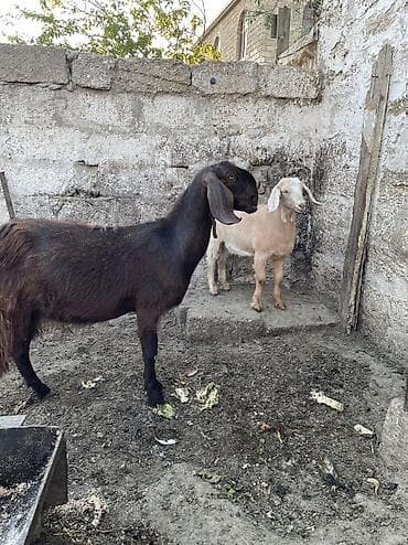 boer keçisi: Dişi, Hələb, il: 1, Südlük — 2