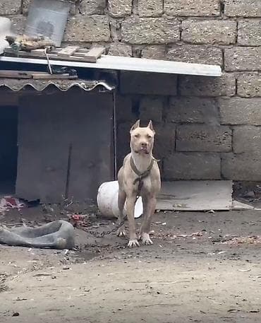 tap az heyvanlar: Pitbul, 1 il, Dişi, Peyvəndli, Ünvandan götürmə — 4