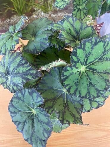 Bu begoniya bitkisi yaşıl və tünd yaşıl ləkələrlə bəzədilmiş geniş